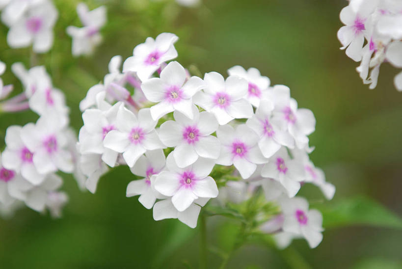 无人,横图,室外,特写,白天,正面,花海,花圃,美景,植物,叶子,阴影,朦胧,模糊,盛开,光线,影子,景观,花蕾,花,花瓣,花朵,花卉,鲜花,粉色,绿色,白色,阳光,自然,花丛,花束,花田,花苞,花蕊,景色,自然风光,福乐花,福禄花,福禄考,彩图