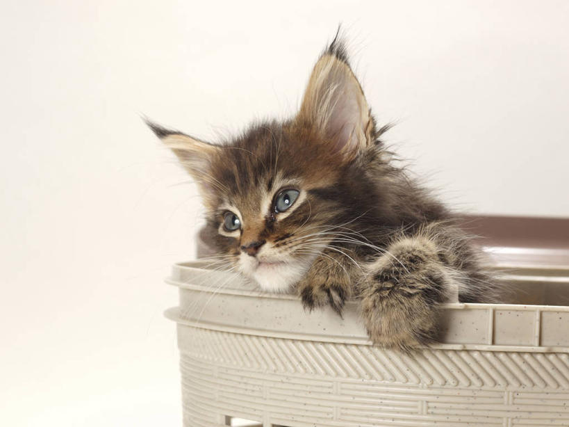 头,无人,横图,室内,特写,白天,白色背景,正面,宠物,猫,阴影,反射,水桶,桶,影子,注视,一个,一只,动物,容器,观察,看,趴着,可爱,摄影,影棚,单个,观看,储藏,察看,储存,关注,猫咪,头部,趴,半身,彩图,影棚拍摄,拍摄,贮存