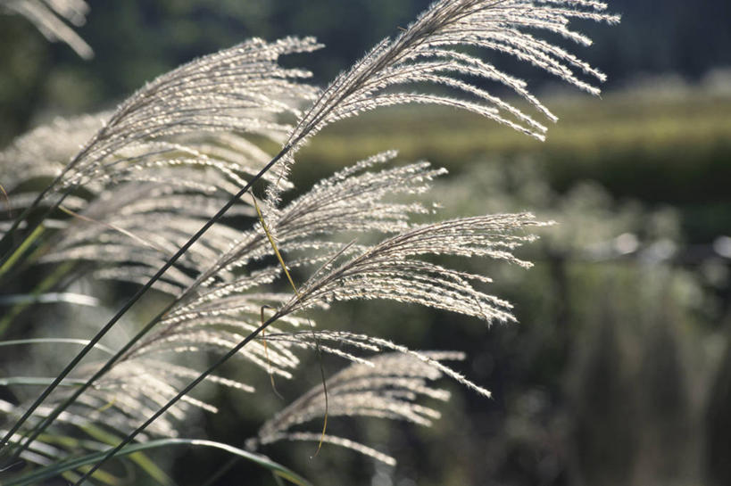 无人,横图,室外,特写,白天,正面,美景,阴影,朦胧,模糊,光线,影子,景观,芒草,阳光,自然,景色,自然风光,五节芒,管草,管芒,寒芒,彩图