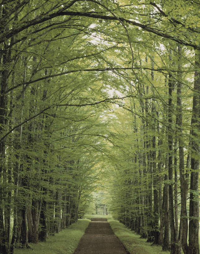 无人,竖图,室外,白天,正面,旅游,度假,草地,草坪,美景,树林,植物,道路,路,长野县,日本,亚洲,阴影,光线,影子,景观,小路,交通,娱乐,草,树,树木,绿色,阳光,自然,享受,休闲,景色,放松,生长,成长,自然风光,东亚,本州,本州岛,日本国,中部地方,长野,轻井泽,轻井泽町,彩图,北佐久郡