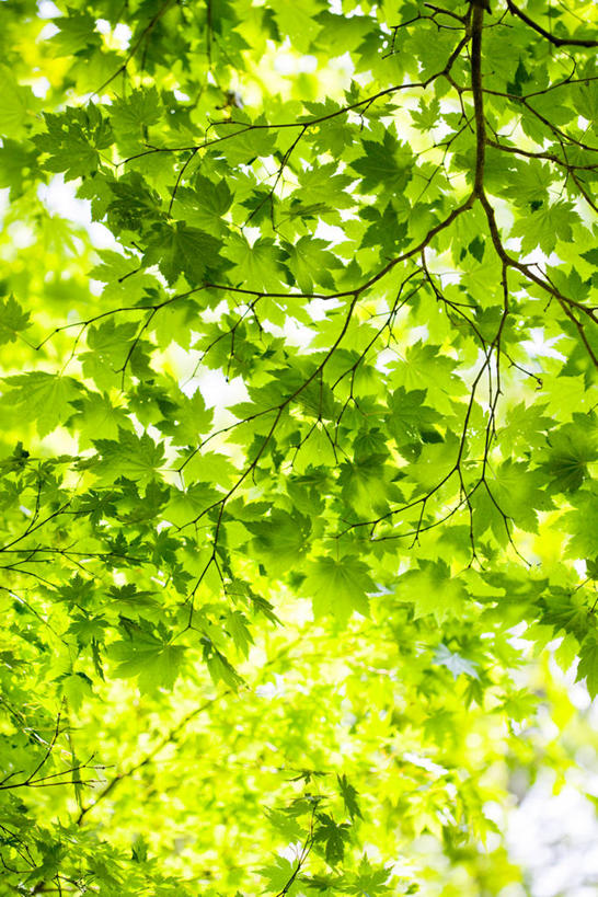 无人,竖图,室外,特写,白天,仰视,美景,树林,植物,日本,亚洲,阴影,光线,影子,景观,枝条,树,树木,树枝,绿色,阳光,自然,景色,生长,成长,自然风光,东亚,本州,关东地方,本州岛,日本国,群马,群马县,虬枝,枝杈,彩图,低角度拍摄