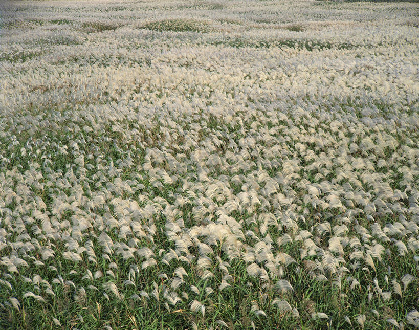 无人,横图,俯视,室外,白天,草地,草坪,美景,植物,阴影,光线,影子,景观,芒草,草,绿色,阳光,自然,景色,自然风光,五节芒,管草,管芒,寒芒,彩图,高角度拍摄