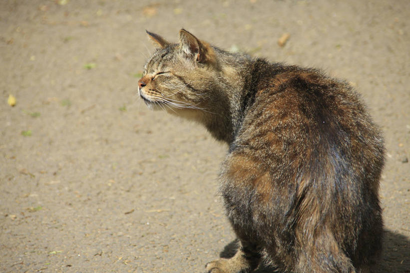 无人,站,闭眼,横图,室外,白天,宠物,猫,阴影,光线,影子,扭头,一只,背面,阳光,动物,站着,转头,可爱,猫咪,闭眼睛,闭着眼,闭着眼睛,站立,半身,彩图