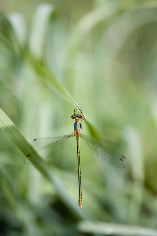 无人,竖图,室外,特写,白天,草地,草坪,美景,植物,阴影,朦胧,模糊,光线,翅膀,昆虫,影子,景观,草,一只,背面,绿色,阳光,自然,动物,趴着,景色,自然风光,益虫,豆娘,蜻蛉,趴,彩图,全身