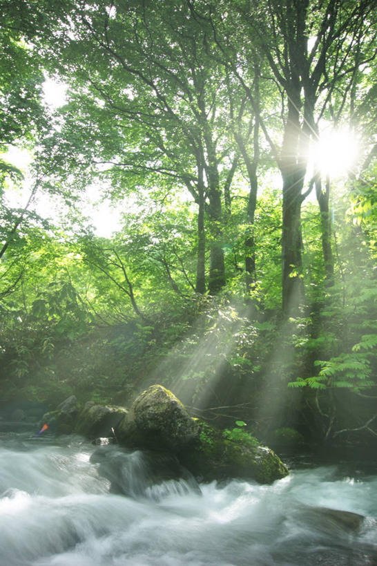 无人,竖图,室外,白天,正面,旅游,度假,草地,草坪,河流,美景,树林,水,太阳,植物,日本,亚洲,阴影,梦幻,发光,光束,光线,影子,河水,景观,水流,光亮,娱乐,草,树,树木,绿色,小溪,阳光,自然,溪水,享受,休闲,景色,放松,生长,成长,未来,发亮,自然风光,东亚,憧憬,本州,本州岛,日本国,东北地方,山形,山形县,彩图,镜头光晕,透镜闪耀,眩光,东田川郡,庄内町