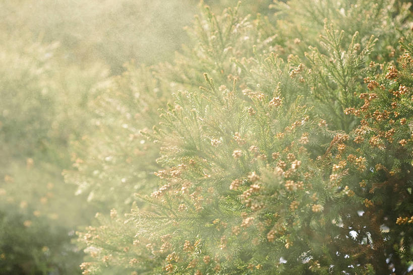 无人,横图,室外,白天,正面,旅游,度假,美景,树林,植物,松树,日本,亚洲,飞溅,朦胧,模糊,盛开,溅,景观,花蕾,娱乐,花,花瓣,花朵,鲜花,树,树木,绿色,自然,花苞,花蕊,享受,休闲,景色,放松,生长,成长,喷洒,自然风光,杉树,坚定,花粉,东亚,日本国,长寿,贞洁,柳杉,彩图,孔雀松,木沙椤树