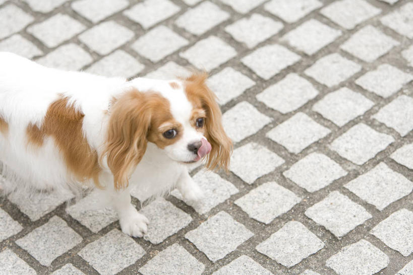 无人,站,横图,俯视,室外,白天,宠物,狗,阴影,反射,纹路,纹理,影子,地面,注视,骑士查理王猎犬,一只,动物,观察,看,站着,可爱,观看,察看,关注,肌理,查理士王小猎犬,查理王小猎犬,骑士查理王犬,犬,站立,半身,彩图,高角度拍摄