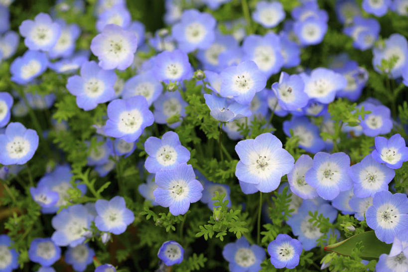 无人,横图,俯视,室外,特写,白天,花海,花圃,美景,植物,叶子,阴影,盛开,光线,影子,景观,粉蝶花,喜林草,花蕾,花,花瓣,花朵,花卉,鲜花,绿色,紫色,阳光,自然,花丛,花束,花田,花苞,花蕊,景色,自然风光,彩图,高角度拍摄,幌菊,琉璃唐草