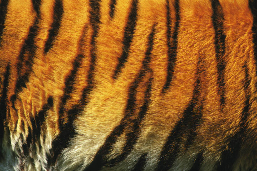 无人,横图,室外,特写,白天,侧面,哺乳动物,虎,野生动物,阴影,丰富,光线,纹路,纹理,影子,皮,褐色,皮革,一只,阳光,动物,成熟,皮肤,皮毛,虎皮,凶猛,肌理,谦让,随和,残暴,凶残,老虎,半身,彩图