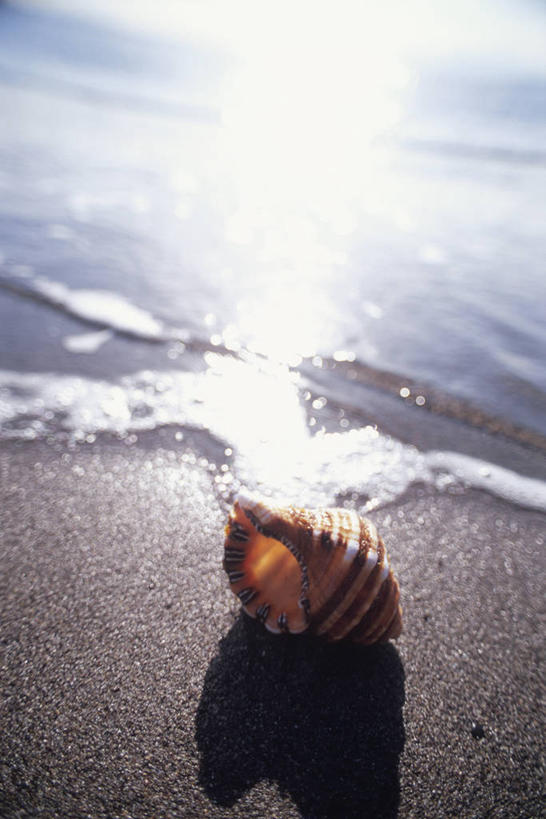 无人,竖图,俯视,室外,白天,旅游,度假,海浪,海洋,美景,沙滩,神奈川,日本,亚洲,阴影,光线,沙子,影子,海岸,景观,浪花,水平线,辽阔,海螺,海平线,沙地,神奈川县,娱乐,海洋生物,一个,阳光,自然,海水,享受,休闲,广阔,景色,放松,单个,一望无际,软体动物,峨螺,自然风光,水生动物,水生物,海景,东亚,海底动物,本州,关东地方,本州岛,日本国,无边无际,一马平川,大海,风浪,海,海水的波动,海滩,近岸浪,涌浪,彩图,高角度拍摄,三浦半岛,水天相接,水天一线,横须贺市