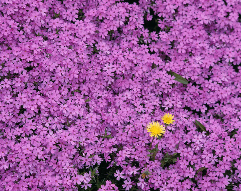 无人,横图,俯视,室外,特写,白天,爱情,神秘,花海,花圃,美景,植物,蒲公英,叶子,阴影,盛开,光线,影子,景观,花蕾,花,花瓣,花朵,花卉,鲜花,黄色,绿色,紫色,阳光,自然,花丛,花束,花田,花苞,花蕊,景色,优美,庄重,高贵,消极,自然风光,开朗,福乐花,福禄花,福禄考,冷色,孤寂,蒲公草,尿床草,黄花地丁,彩图,高角度拍摄,奢华