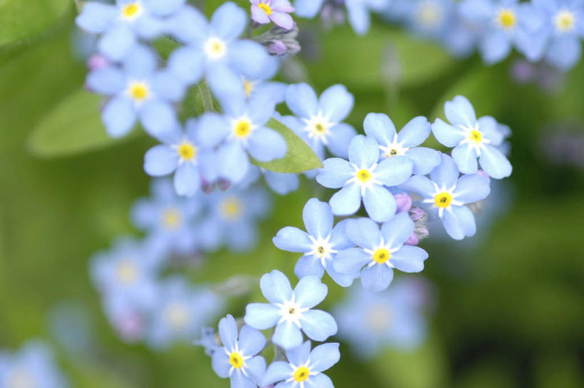 无人,横图,俯视,室外,特写,白天,爱情,花海,花圃,美景,植物,勿忘我,叶子,阴影,朦胧,模糊,盛开,光线,影子,景观,花蕾,花,花瓣,花朵,花卉,鲜花,绿色,阳光,自然,花丛,花束,花田,花苞,花蕊,景色,自然风光,永恒,想念,星辰花,勿忘草,斯太菊,矶松,匙叶花,彩图,高角度拍摄