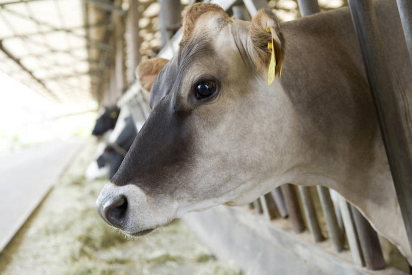 无人,农场,栏杆,站,横图,室外,白天,侧面,畜牧业,牧场,美景,牛,花纹,朦胧,模糊,景观,围栏,乳牛,注视,护栏,一只,自然,动物,观察,看,站着,家畜,景色,牲畜,观看,察看,关注,自然风光,斑纹,畜牧,牧业,奶牛,站立,半身,彩图