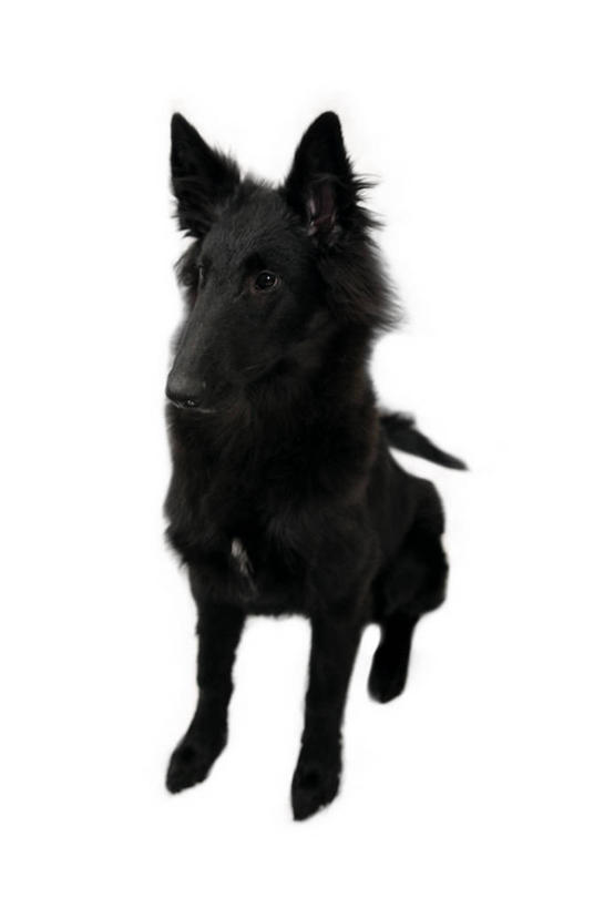 无人,坐,竖图,室内,白天,白色背景,正面,宠物,狗,梗犬,扭头,注视,苏格兰梗,亚伯丁梗,一只,黑色,动物,观察,看,转头,可爱,摄影,影棚,观看,察看,关注,忠诚,犬,坐着,彩图,全身,影棚拍摄,拍摄
