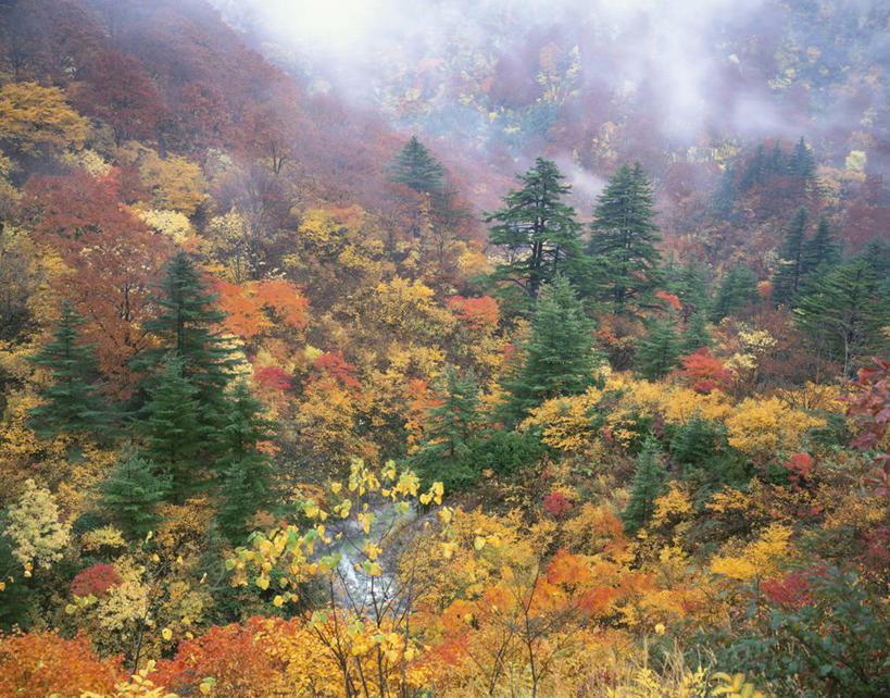 无人,横图,俯视,室外,白天,旅游,度假,河流,美景,秋季,森林,树林,水,植物,雾,叶子,秋田县,日本,亚洲,朦胧,模糊,河水,景观,水流,枯叶,落叶,娱乐,树,树木,绿色,自然,享受,休闲,景色,放松,生长,成长,迷雾,自然风光,东亚,本州,本州岛,日本国,秋田,东北地方,汤泽,汤泽市,叶,叶片,大雾,秋,秋天,彩图,高角度拍摄