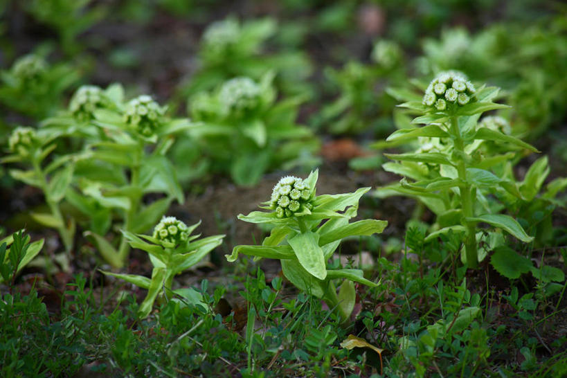 无人,横图,俯视,室外,特写,白天,美景,植物,叶子,朦胧,模糊,景观,绿叶,绿色,自然,嫩叶,景色,生长,成长,自然风光,蜂斗菜,蛇头草,野饭瓜,南瓜三七,叶,叶片,彩图,高角度拍摄,黑南瓜,水钟流头,野金瓜头,野南瓜