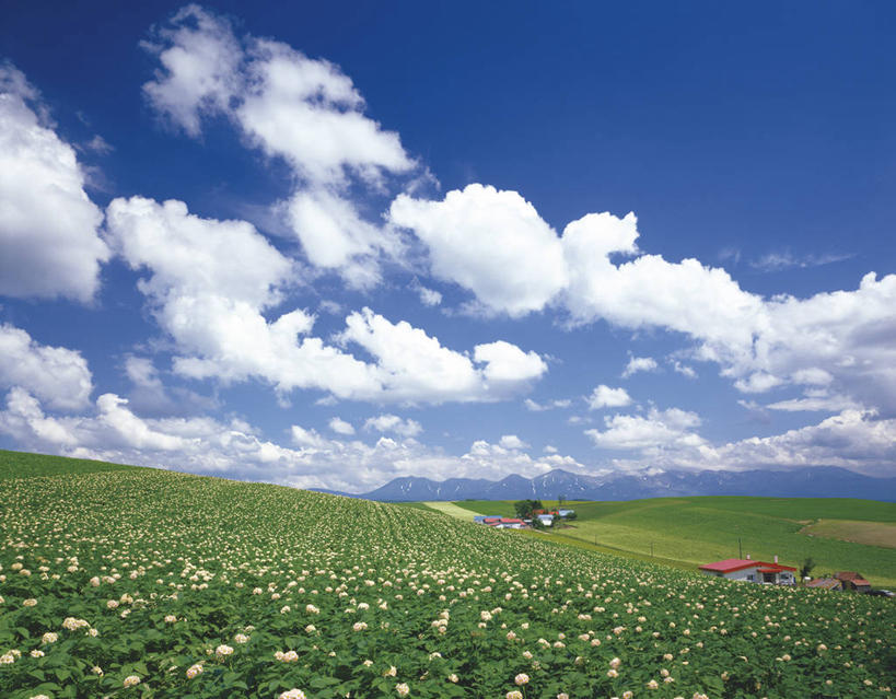 无人,横图,室外,白天,正面,旅游,度假,草地,草坪,花海,花圃,美景,山,山脉,植物,蔬菜,土豆,叶子,北海道,日本,亚洲,阴影,新鲜,盛开,光线,影子,景观,山峰,云,云朵,食品,山峦,花蕾,云彩,娱乐,草,花,花瓣,花朵,花卉,鲜花,树,树木,食物,蓝色,绿色,白云,蓝天,天空,阳光,自然,花丛,花束,花田,群山,天,花苞,花蕊,享受,休闲,景色,放松,有机食品,绿色食品,生长,晴朗,成长,自然风光,东亚,日本国,北海道地方,北海道岛,美瑛町,馍馍蛋,美瑛,道北,晴空,洋芋,山药蛋,马铃薯,彩图,上川郡,上川支厅,土豆花