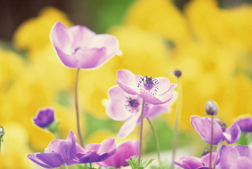 无人,横图,室外,特写,白天,正面,美景,朦胧,模糊,盛开,景观,花蕾,花,花瓣,花朵,鲜花,粉色,黄色,自然,花苞,花蕊,景色,银莲花,自然风光,银莲,复活节花,彩图