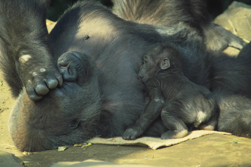 无人,坐,横图,室外,白天,正面,草地,草坪,美景,植物,哺乳动物,野生动物,猩猩,阴影,光线,影子,景观,注视,草,绿色,阳光,自然,动物,观察,看,趴着,景色,观看,察看,关注,自然风光,大猩猩,两尊,金刚猩猩,趴,坐着,半身,彩图
