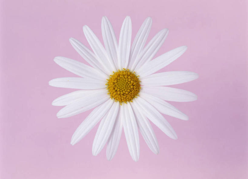 无人,横图,室内,特写,白天,正面,爱情,粉色背景,盛开,茼蒿菊,花蕾,花,花瓣,花朵,鲜花,一朵,黄色,白色,花苞,花蕊,菊花,摄影,影棚,吉祥,高洁,长寿,蓬蒿菊,怀恋,清净,真情,寿客,秋菊,木春菊,木茼蒿,彩图,影棚拍摄,拍摄