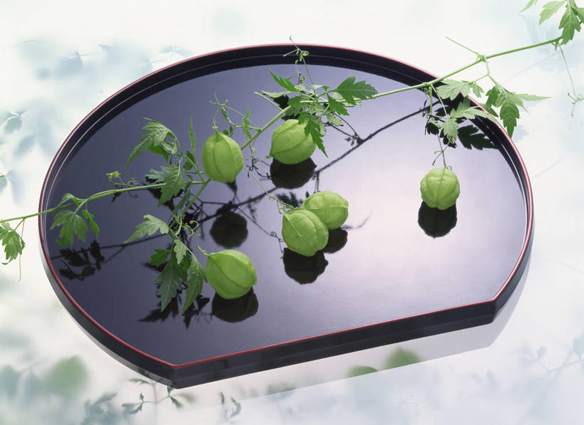 无人,横图,俯视,室内,特写,白天,白色背景,植物,餐具,叶子,阴影,反射,碟子,盘,影子,绿叶,一个,绿色,自然,盘子,碟,嫩叶,摄影,影棚,生长,单个,成长,倒地铃,风船葛,倒藤卜仔草,三角卜,叶,叶片,彩图,高角度拍摄,影棚拍摄,拍摄