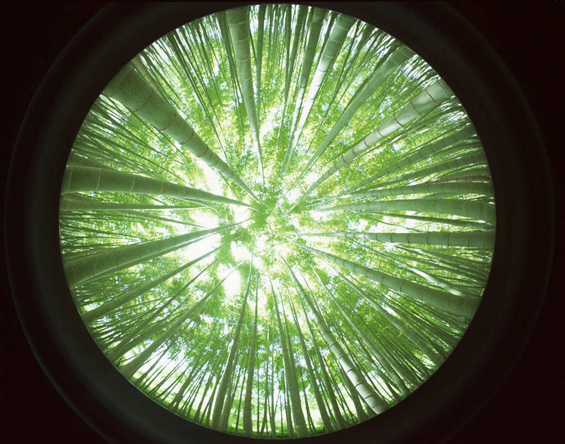 无人,横图,室外,白天,仰视,旅游,度假,纯洁,美景,镜子,竹子,叶子,阴影,透明,反射,光线,影子,景观,竹林,绿叶,娱乐,拍照,阳光,自然,享受,休闲,嫩叶,景色,放松,镜头,镜像,高雅,镜面,自然风光,光学,奉献,质朴,正直,通明,担当,照像,叶,叶片,竹,彩图,低角度拍摄,照相,变焦镜头,焦距,奋进,操守,四君子,岁寒三友,性坚,虚怀,虚心,善群,卓尔