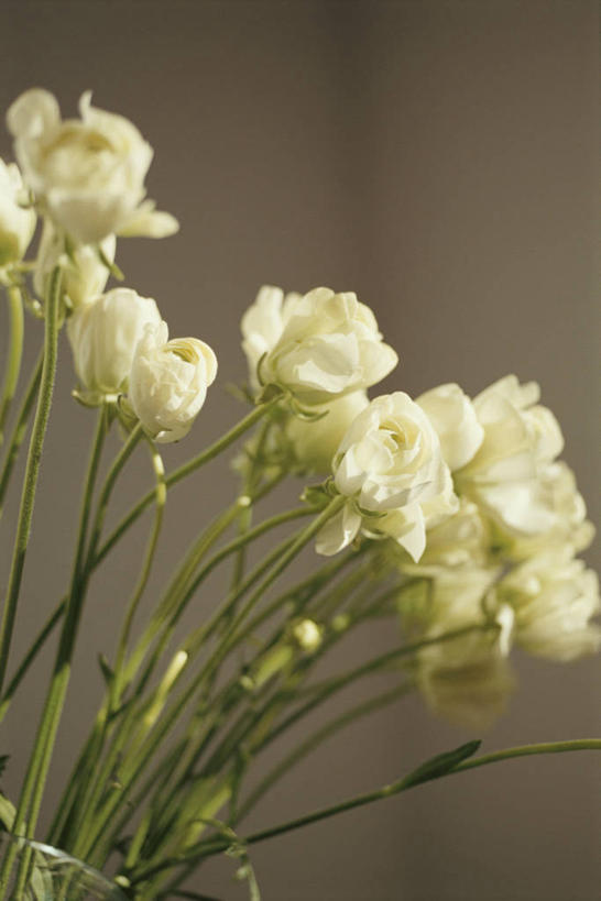 无人,竖图,室内,特写,白天,正面,智慧,朦胧,模糊,艺术,盛开,花蕾,文化,花,花瓣,花朵,鲜花,白色,插花,花苞,花蕊,插花艺术,创造,创作,想象,彩图