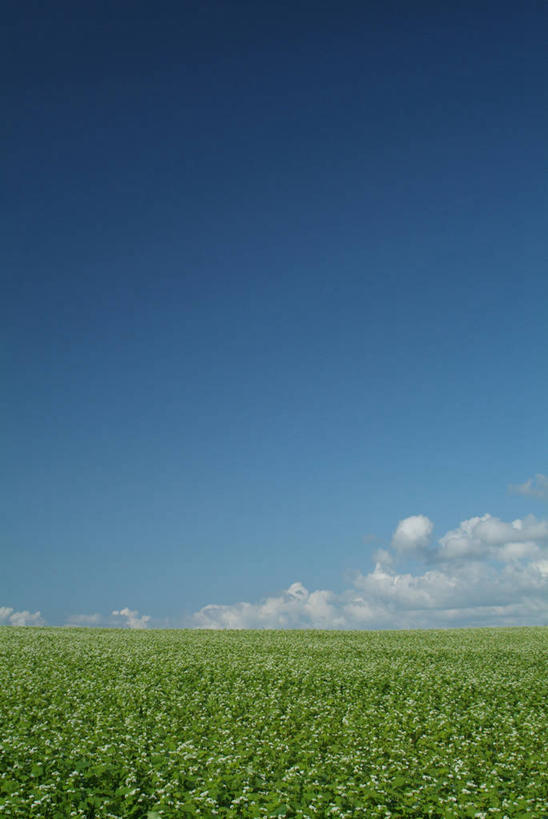无人,农田,竖图,室外,白天,正面,旅游,度假,庄稼,农作物,美景,北海道,日本,亚洲,阴影,光线,影子,地平线,景观,云,云朵,辽阔,谷物,地面,荞麦,云彩,娱乐,蓝色,白云,蓝天,天空,阳光,自然,天,享受,休闲,广阔,景色,放松,荞麦花,晴朗,一望无际,自然风光,延伸,东亚,日本国,天地相交,北海道地方,北海道岛,无边无际,一马平川,晴空,彩图,耕地,庄稼田