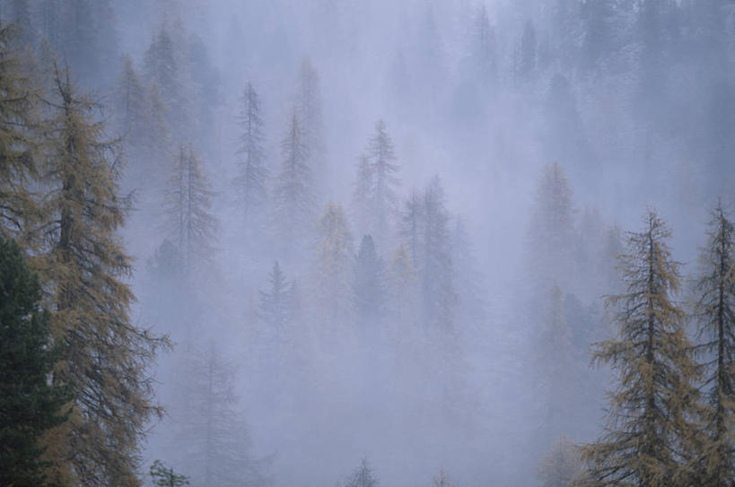 无人,横图,室外,白天,正面,旅游,度假,美景,森林,树林,植物,雾,松树,意大利,欧洲,朦胧,模糊,景观,娱乐,树,树木,绿色,自然,享受,休闲,景色,放松,生长,成长,迷雾,南欧,自然风光,坚定,意大利共和国,落叶松,长寿,贞洁,大雾,彩图,黄花松