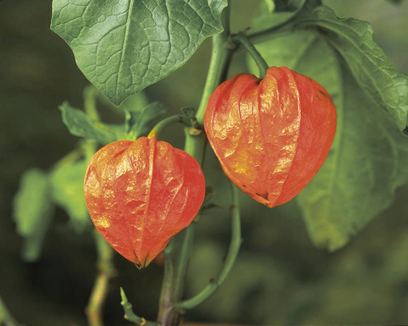 无人,横图,室外,特写,白天,正面,美景,叶子,阴影,朦胧,模糊,盛开,光线,影子,景观,绿叶,花蕾,花,花瓣,花朵,鲜花,两朵,阳光,自然,花苞,花蕊,橙色,嫩叶,景色,自然风光,冬樱花,悸动,冬海棠,高盆樱,叶,叶片,彩图