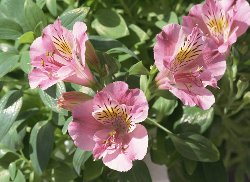 无人,横图,俯视,室外,特写,白天,美景,六出花,叶子,四朵,阴影,朦胧,模糊,盛开,光线,影子,景观,绿叶,花蕾,花,花瓣,花朵,鲜花,粉色,阳光,自然,花苞,花蕊,嫩叶,景色,自然风光,水仙百合,秘鲁百合,叶,叶片,彩图,高角度拍摄