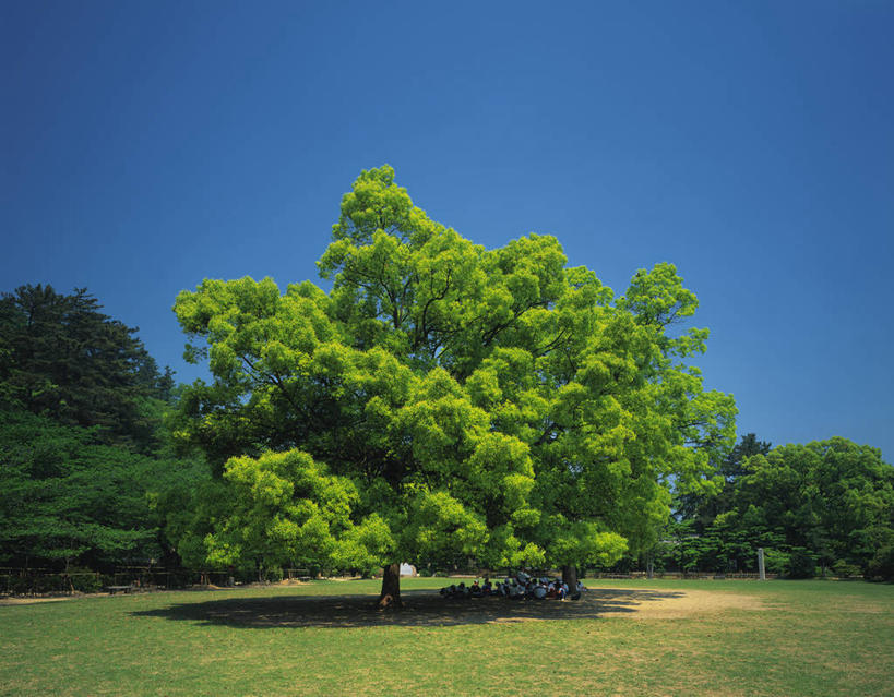 无人,横图,室外,白天,正面,旅游,度假,草地,草坪,美景,植物,樟树,日本,亚洲,阴影,光线,影子,景观,娱乐,草,树,树木,蓝色,绿色,蓝天,天空,阳光,自然,天,享受,休闲,景色,放松,生长,晴朗,成长,自然风光,东亚,万里无云,日本国,四国地方,四国,四国岛,香川,香川县,番樟,芳樟树,晴空,晴空万里,香樟,木樟,彩图