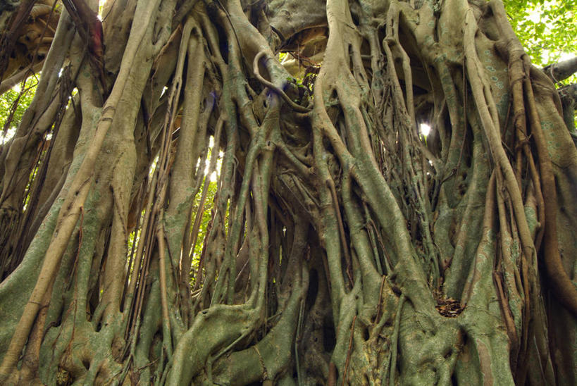 无人,横图,室外,白天,正面,旅游,度假,美景,森林,树林,植物,阴影,光线,影子,景观,树根,娱乐,树,树木,绿色,阳光,自然,享受,休闲,景色,放松,生长,成长,自然风光,彩图