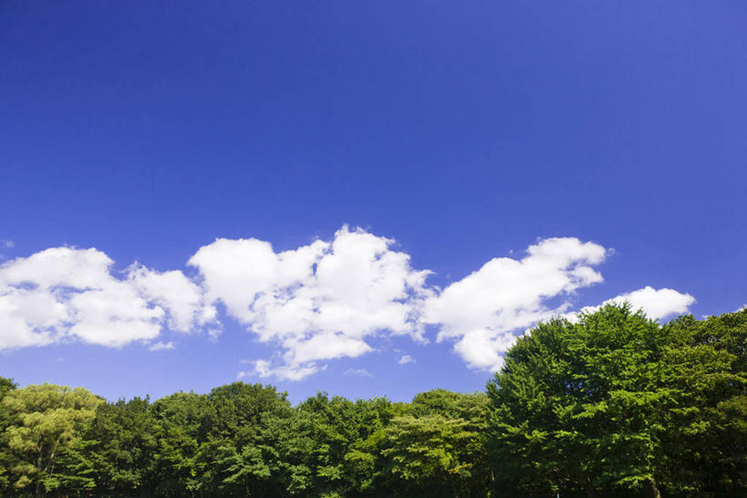 无人,公园,横图,室外,白天,仰视,美景,树林,植物,东京,日本,亚洲,阴影,光线,影子,景观,云,云朵,云彩,树,树木,蓝色,绿色,白云,蓝天,天空,阳光,自然,天,景色,生长,晴朗,成长,自然风光,东亚,本州,关东地方,本州岛,日本国,东京都,晴空,彩图,低角度拍摄,世田谷区,砧公园,东京都立公园