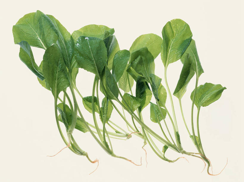 无人,横图,室内,特写,白天,白色背景,正面,蔬菜,许多,新鲜,大白菜,食品,很多,白菜,食物,摄影,有机食品,绿色食品,影棚,结球白菜,胶菜,彩图,影棚拍摄,拍摄,黄芽白