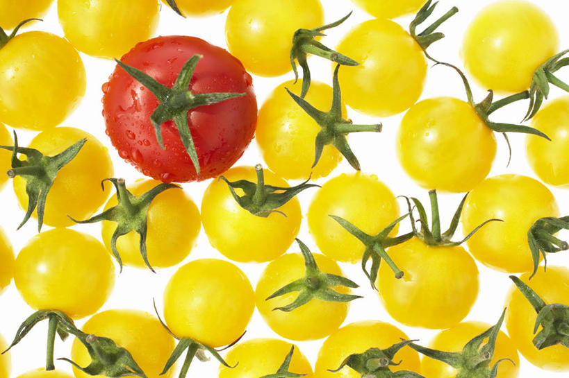 无人,横图,俯视,室内,特写,白天,白色背景,蔬菜,西红柿,小番茄,许多,新鲜,食品,很多,食物,排列,黄色,红色,摄影,有机食品,绿色食品,影棚,摆列,小西红柿,樱桃小番茄,珍珠小番茄,樱桃番茄,圣女果,番茄,彩图,高角度拍摄,影棚拍摄,拍摄,黄色小番茄,布列,分列