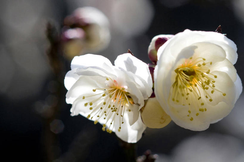 无人,横图,室外,特写,白天,正面,阴影,朦胧,模糊,盛开,光线,影子,梅花,花蕾,花,花瓣,花朵,鲜花,两朵,白色,阳光,花苞,花蕊,高雅,坚强,春梅,梅,彩图