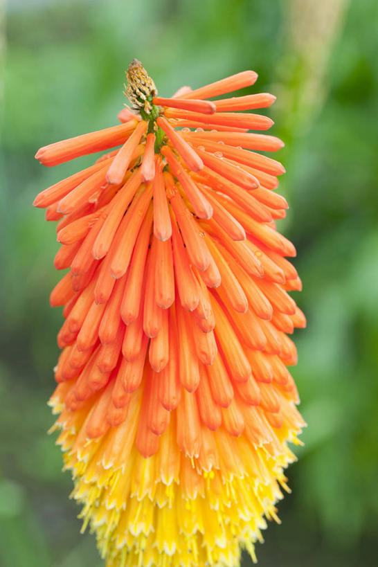 无人,竖图,室外,特写,白天,正面,热情,美景,树林,植物,阴影,朦胧,模糊,盛开,光线,影子,景观,花蕾,花,花瓣,花朵,鲜花,树,树木,绿色,阳光,自然,花苞,花蕊,景色,生长,成长,自然风光,思念,火把莲,火炬百合,火炬花,彩图,剑叶兰