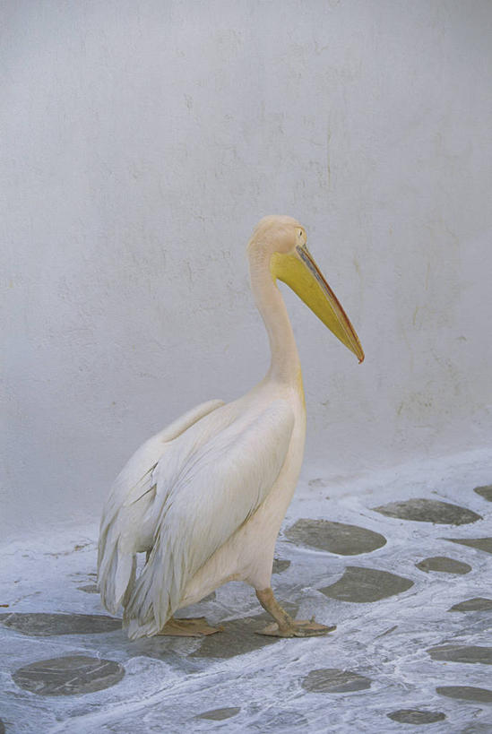 无人,站,竖图,室外,白天,侧面,美景,雪,大雪,鸟,阴影,光线,鸟类,水鸟,影子,积雪,景观,雪景,冬季,冬天,注视,一只,阳光,自然,观察,看,站着,景色,寒冷,观看,察看,关注,自然风光,鹈鹕,塘鹅,严寒,站立,彩图,全身