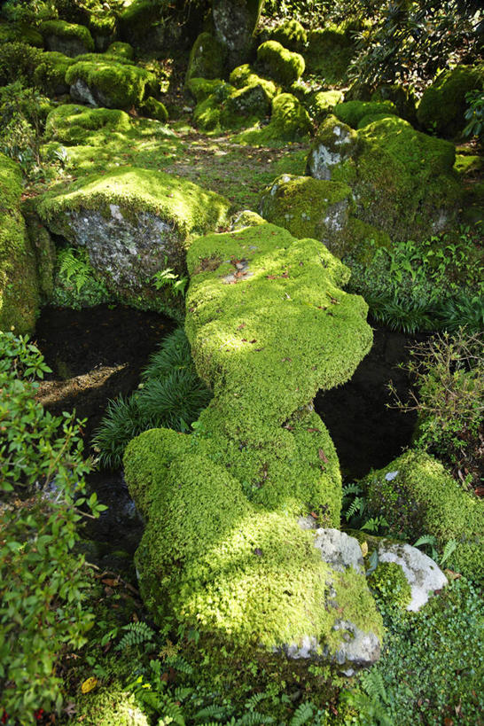 无人,竖图,俯视,室外,特写,白天,石头,美景,大分县,日本,亚洲,阴影,光线,石子,影子,景观,青苔,苔藓,阳光,自然,景色,自然风光,东亚,日本国,九州本岛,九州,九州岛,九州地方,大分,石块,岩石,彩图,高角度拍摄