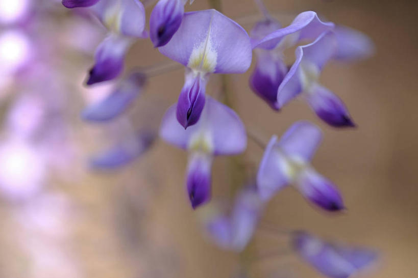 无人,横图,室外,特写,白天,正面,美景,阴影,朦胧,模糊,盛开,光线,影子,景观,紫藤,花蕾,花,花瓣,花朵,鲜花,紫色,阳光,自然,花苞,花蕊,景色,自然风光,朱藤,藤萝,招藤,招豆藤,彩图