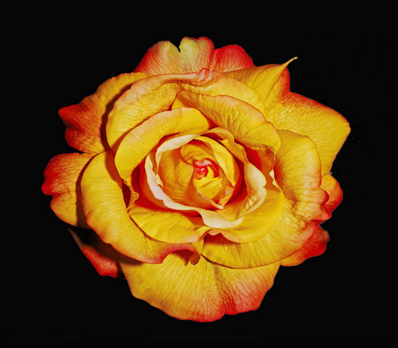 无人,横图,室内,特写,白天,正面,幸福,黑色背景,盛开,花蕾,花,花瓣,花朵,鲜花,一朵,花苞,花蕊,橙色,摄影,影棚,善良,侥幸,宽厚,橘花,荣幸,软弱,幸运,彩图,影棚拍摄,拍摄