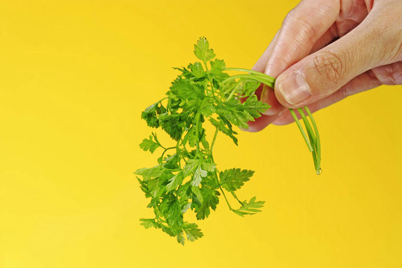 东方人,手,一个人,横图,室内,特写,白天,正面,蔬菜,亚洲,仅一个年轻女性,仅一个女性,仅一个人,握,黄色背景,新鲜,食品,拿,拿着,黄种人,食物,手部,握着,摄影,有机食品,绿色食品,影棚,单手,轮峰菊,山萝卜,松虫草,紫盆花,年轻女性,女人,女性,亚洲人,半身,彩图,影棚拍摄,拍摄