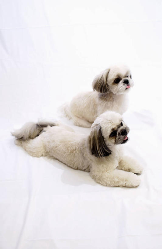 无人,坐,竖图,俯视,室内,特写,白天,白色背景,宠物,狗,阴影,反射,影子,注视,狮子狗,动物,观察,看,趴着,两只,可爱,摄影,影棚,观看,察看,关注,西施犬,忠诚,赛珠犬,狮子犬,西施狗,犬,趴,坐着,彩图,高角度拍摄,全身,影棚拍摄,拍摄