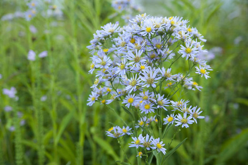 无人,横图,室外,特写,白天,正面,花海,花圃,美景,植物,叶子,阴影,朦胧,模糊,盛开,光线,影子,景观,草药,药草,花蕾,中药,花,花瓣,花朵,花卉,鲜花,绿色,阳光,自然,花丛,花束,花田,花苞,花蕊,景色,机智,自然风光,止咳,药材,中草药,中药材,本草,说谎,化痰,紫苑,紫苑花,彩图,润肺