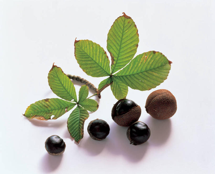 无人,横图,俯视,室内,特写,白天,白色背景,叶子,阴影,反射,影子,坚果,果实,绿叶,干果,嫩叶,摄影,影棚,七叶树,娑罗树,叶,叶片,彩图,高角度拍摄,影棚拍摄,拍摄