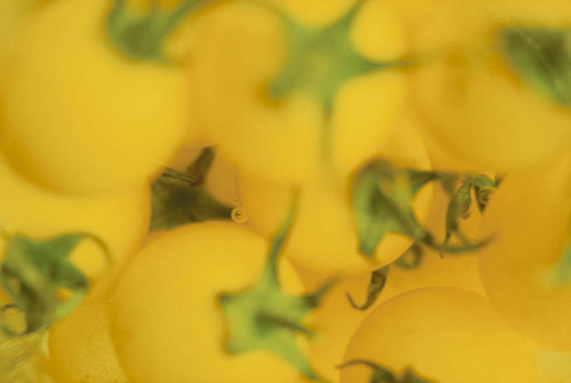 无人,横图,俯视,室内,特写,白天,蔬菜,西红柿,小番茄,一堆,许多,阴影,堆叠,堆积,朦胧,模糊,新鲜,透明,反射,影子,食品,很多,辉煌,食物,黄色,健康,活泼,有机食品,绿色食品,希望,堆,暖色,光辉,光明,功名,轻快,小西红柿,樱桃小番茄,珍珠小番茄,樱桃番茄,圣女果,番茄,彩图,高角度拍摄,黄色小番茄