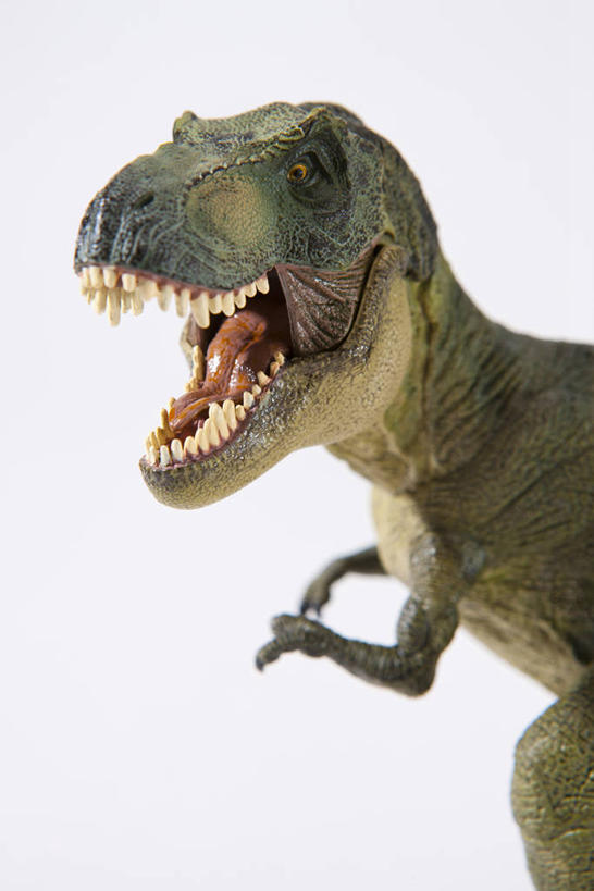 无人,站,竖图,室内,特写,白天,白色背景,侧面,雕塑,艺术,装饰,雕刻,雕像,扭头,注视,一只,工艺品,观察,看,站着,张嘴,转头,摄影,恐龙,影棚,观看,纪念,美术,察看,关注,主题,凶猛,陈列,张大嘴巴,霸王龙,功能,美学,灭尽,灭绝,暴龙,雷克斯暴龙,雷克斯龙,史前动物,凶残,张开嘴,站立,半身,彩图,影棚拍摄,拍摄