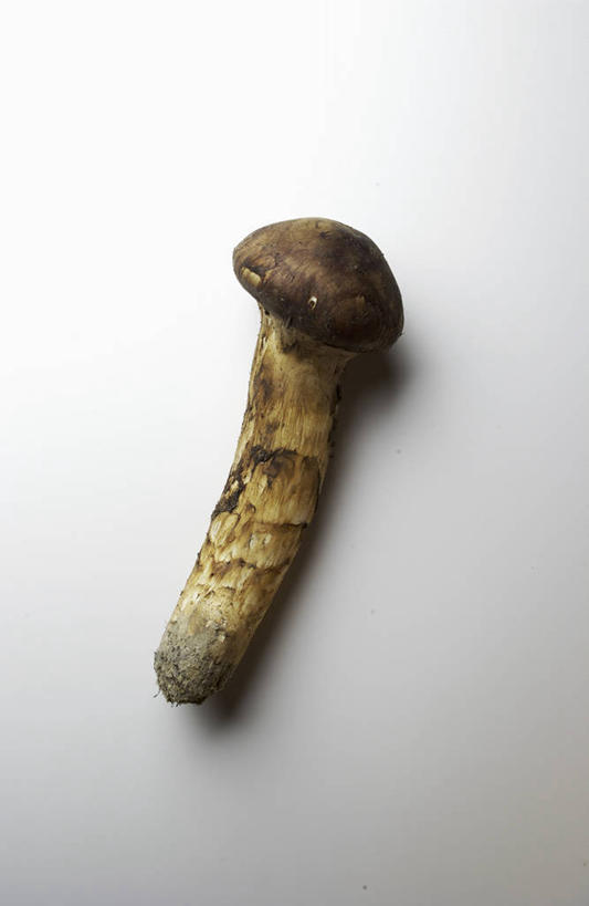 无人,竖图,室内,特写,白天,正面,蔬菜,阴影,灰色背景,新鲜,反射,影子,菌菇,食品,松茸,菌类,松蕈,食物,一个,食用菌,摄影,有机食品,绿色食品,影棚,单个,真菌,大花菌,剥皮菌,菌中之王,山珍,松菇,松菌,松口蘑,裕茂萝,药用菌,彩图,影棚拍摄,拍摄