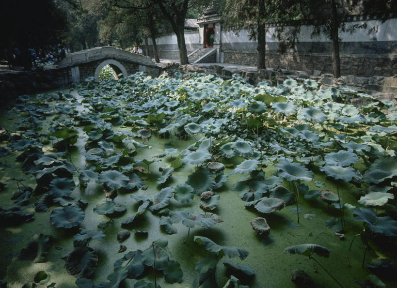 无人,颐和园,宫殿,横图,室外,白天,正面,旅游,度假,名胜古迹,植物,标志建筑,地标,建筑,叶子,北京,中国,亚洲,阴影,遗迹,光线,影子,荷叶,首都,古迹,文物,娱乐,建设,古建筑,树,树木,绿色,阳光,自然,享受,休闲,旅游胜地,放松,生长,成长,宫廷,权利,古文明,东亚,海淀区,中华人民共和国,北京市,京,北平,华北地区,莲叶,皇家园林,王宫,清漪园,叶,叶片,彩图,皇宫